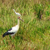 Another kind of Stork